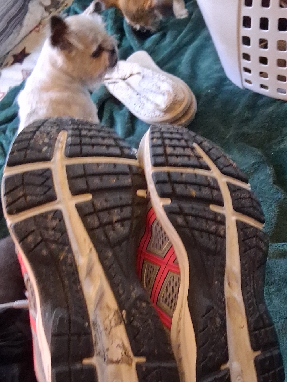 ASICS Gray and Pink Women's Athletic Running Shoes - Picture 7 of 7